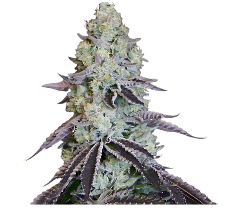 Katsu Bubba Kush cannabis seeds packaging — Royal King Seeds Australia