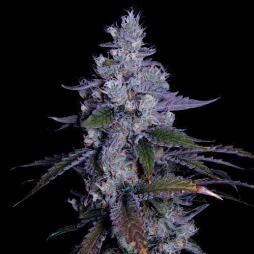 Katsu Kush cannabis seeds packaging — Royal King Seeds Australia