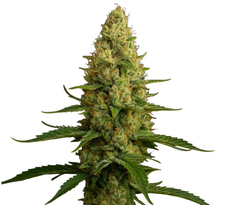 KC 33 cannabis seeds packaging — Royal King Seeds Australia