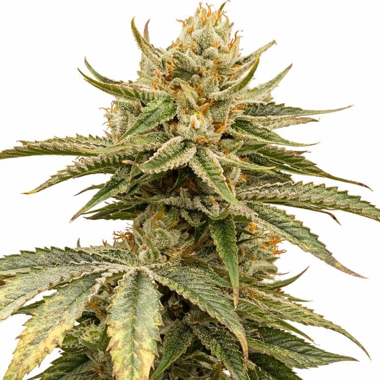 Kelly Hill Gold cannabis seeds packaging — Royal King Seeds Australia