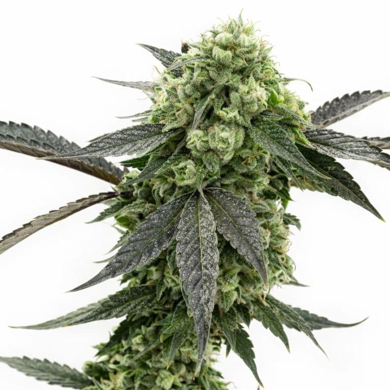 Kid N’ Kookies cannabis seeds packaging — Royal King Seeds Australia