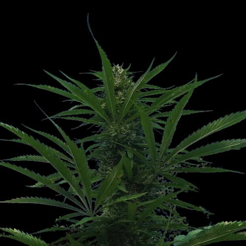 Kilimanjaro cannabis seeds packaging — Royal King Seeds Australia