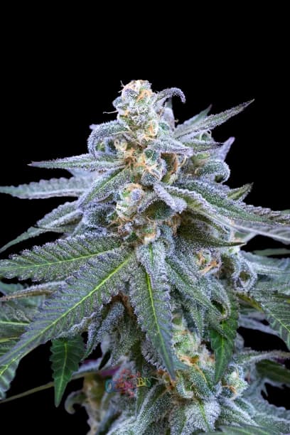 Killer Grape cannabis seeds packaging — Royal King Seeds Australia