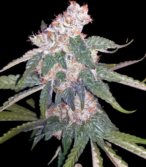 Killer Queen cannabis seeds packaging — Royal King Seeds Australia
