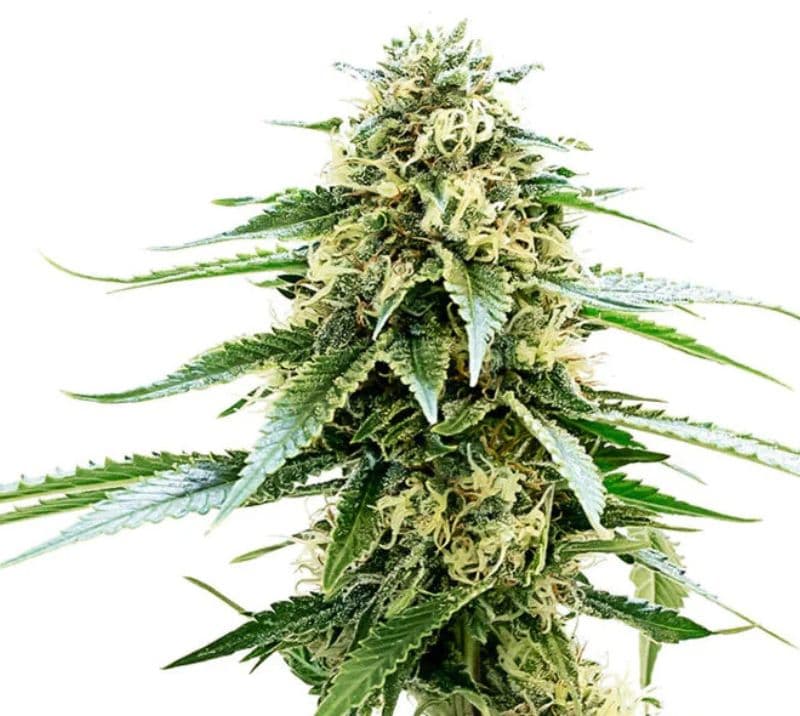 Kiwiskunk cannabis seeds packaging — Royal King Seeds Australia