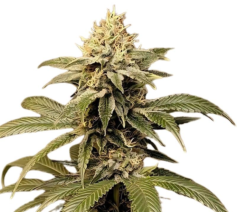 Kobain Kush cannabis seeds packaging — Royal King Seeds Australia