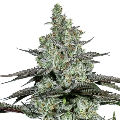 Kosher Tangie cannabis seeds packaging — Royal King Seeds Australia
