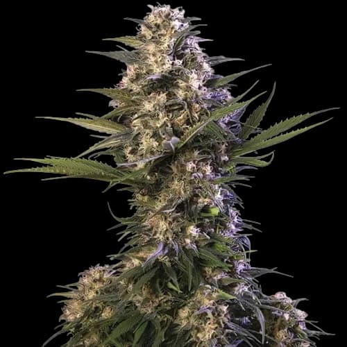 Kraken cannabis seeds packaging — Royal King Seeds Australia