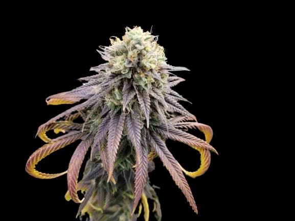 Krishna Kush cannabis seeds packaging — Royal King Seeds Australia