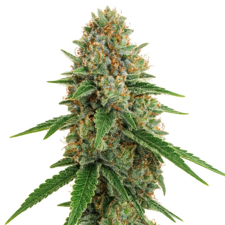 Kush Cake cannabis seeds packaging — Royal King Seeds Australia