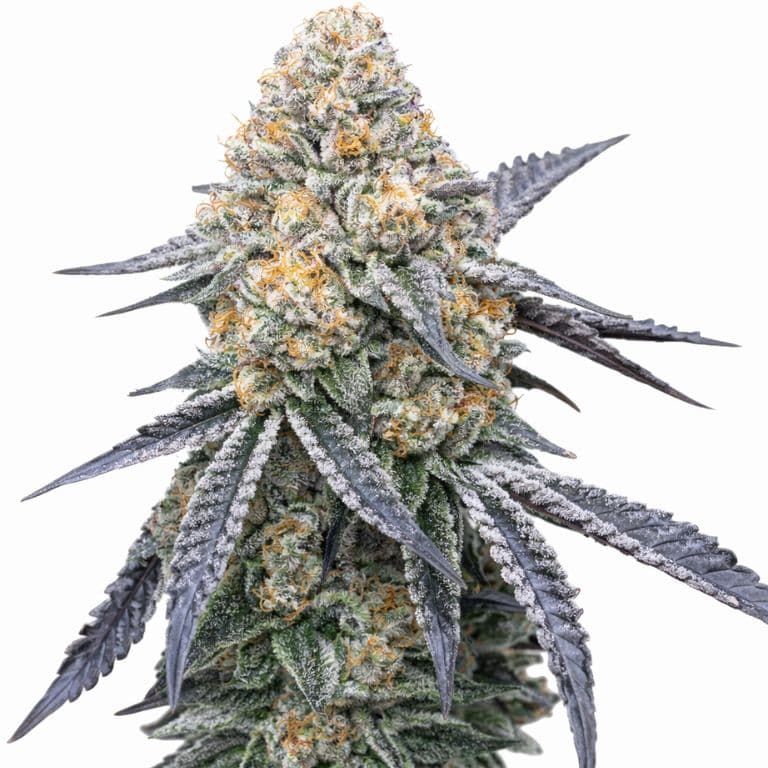 Kush XL cannabis seeds packaging — Royal King Seeds Australia