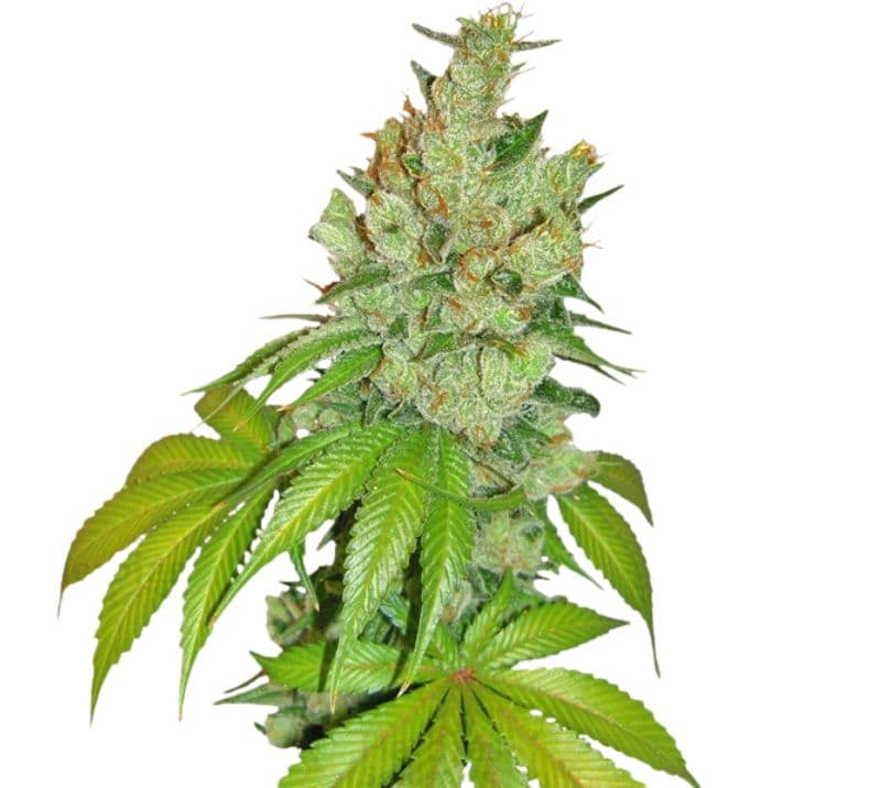 Kushberry cannabis seeds packaging — Royal King Seeds Australia
