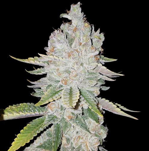 L.A. Sunshine cannabis seeds packaging — Royal King Seeds Australia