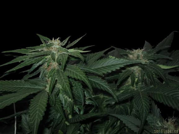 LA Woman cannabis seeds packaging — Royal King Seeds Australia