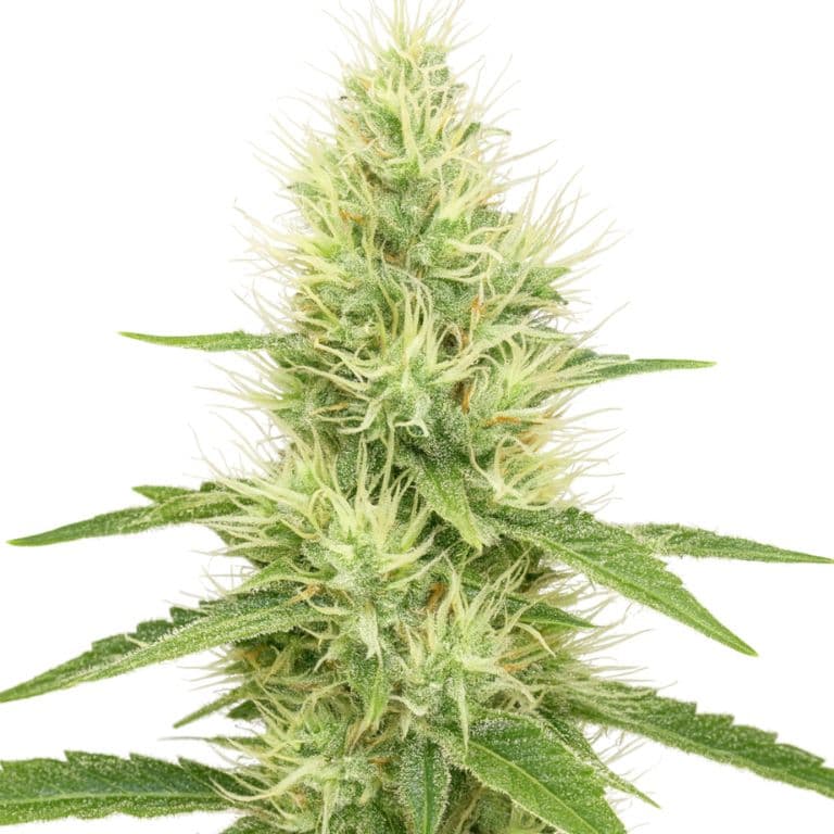 Lambo cannabis seeds packaging — Royal King Seeds Australia
