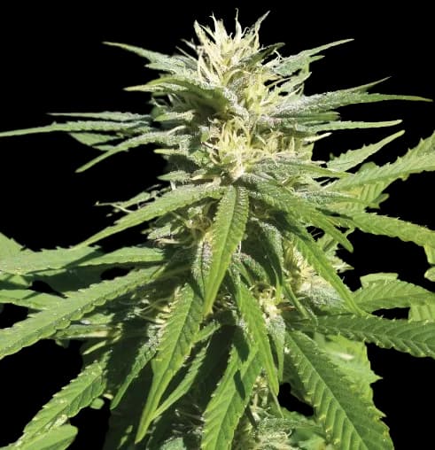 Lamborghini cannabis seeds packaging — Royal King Seeds Australia