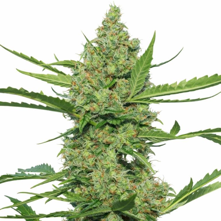 Laughing Buddha cannabis seeds packaging — Royal King Seeds Australia