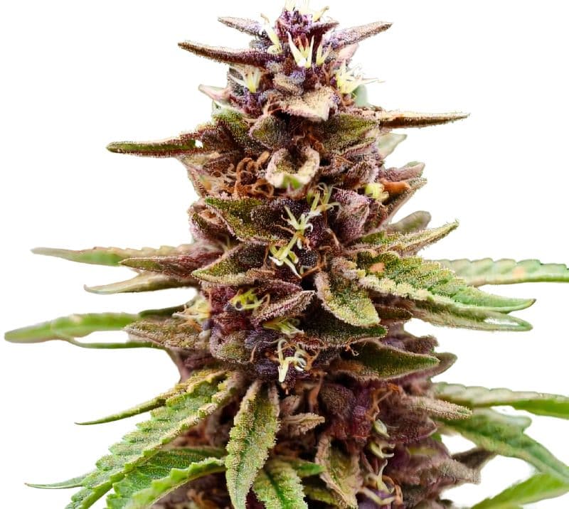 Lavender Jones cannabis seeds packaging — Royal King Seeds Australia