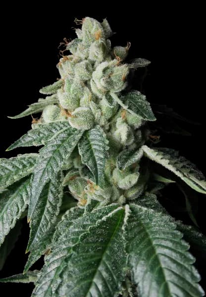 Lee Roy cannabis seeds packaging — Royal King Seeds Australia