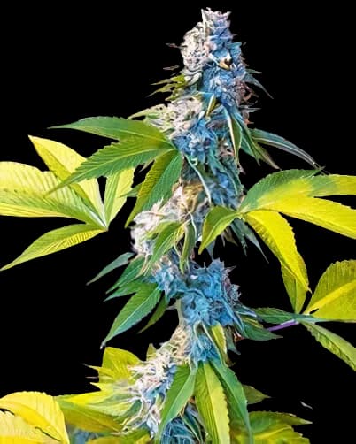 Legend OG cannabis seeds packaging — Royal King Seeds Australia