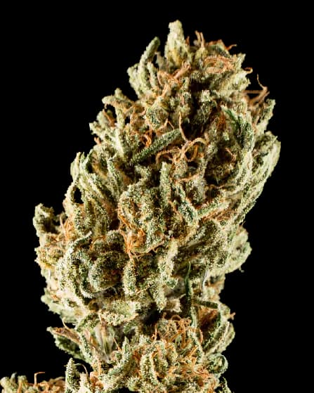 Lemon Crush cannabis seeds packaging — Royal King Seeds Australia