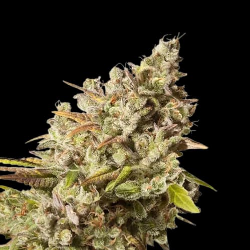 Lemon Daddy cannabis seeds packaging — Royal King Seeds Australia
