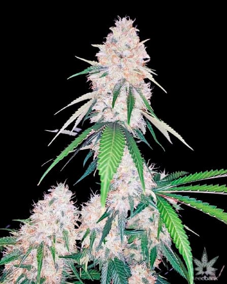 Lemon Diesel cannabis seeds packaging — Royal King Seeds Australia