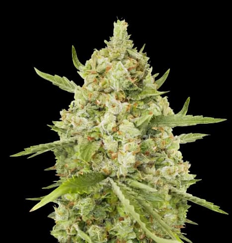 Lemon Drizzle cannabis seeds packaging — Royal King Seeds Australia