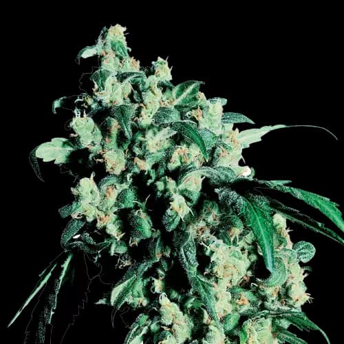 Lemon Drop cannabis seeds packaging — Royal King Seeds Australia