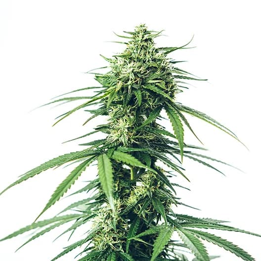 Lemon Fire cannabis seeds packaging — Royal King Seeds Australia