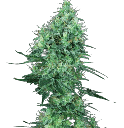 Lemon G cannabis seeds packaging — Royal King Seeds Australia