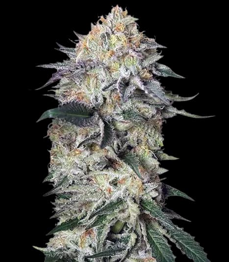 Lemon Garlic OG cannabis seeds packaging — Royal King Seeds Australia