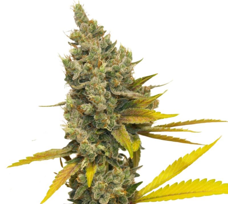 Lemon OG Kush cannabis seeds packaging — Royal King Seeds Australia