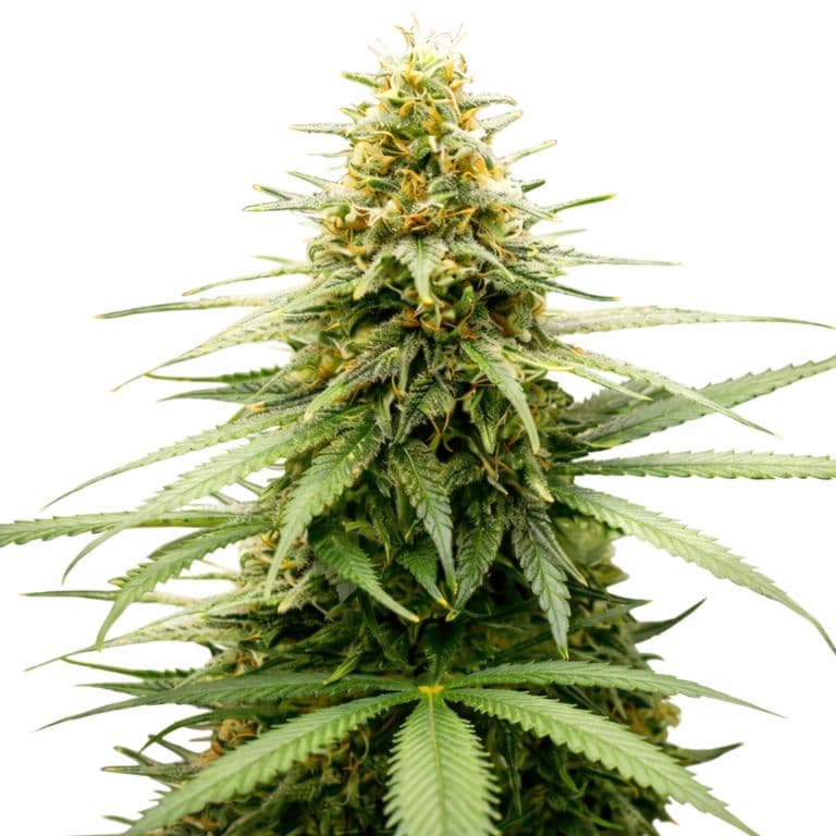 Lemon Skunk cannabis seeds packaging — Royal King Seeds Australia