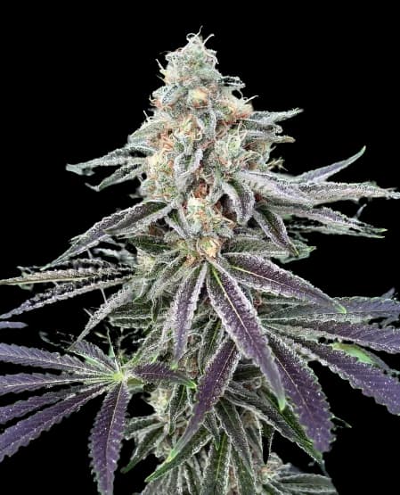 Lemon Tree cannabis seeds packaging — Royal King Seeds Australia