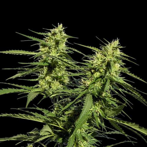 Lethal Purple cannabis seeds packaging — Royal King Seeds Australia