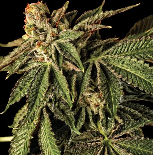 Liquid Butter cannabis seeds packaging — Royal King Seeds Australia