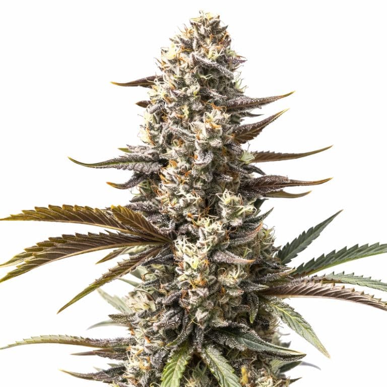 London Pound Cake cannabis seeds packaging — Royal King Seeds Australia