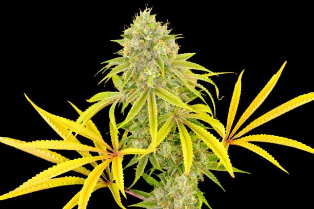 Longbottom Leaf cannabis seeds packaging — Royal King Seeds Australia
