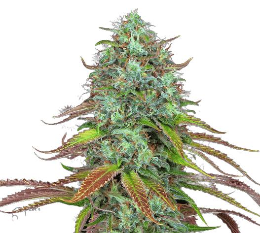 LSD cannabis seeds packaging — Royal King Seeds Australia