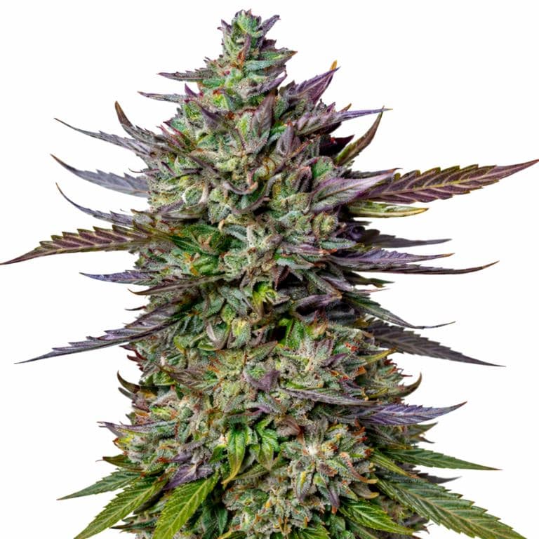 Lucid Blue cannabis seeds packaging — Royal King Seeds Australia