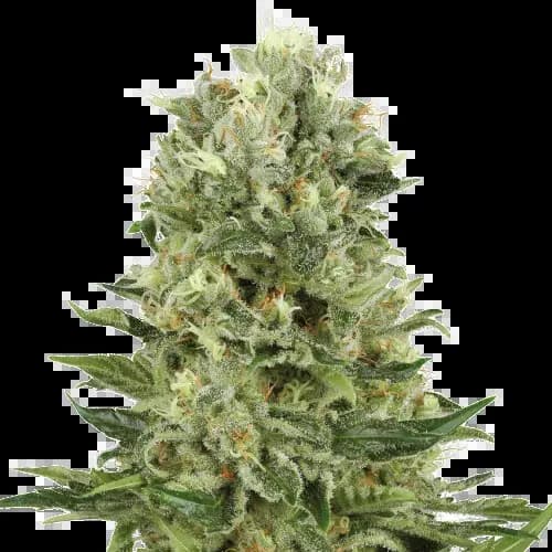Lucky Charms cannabis seeds packaging — Royal King Seeds Australia