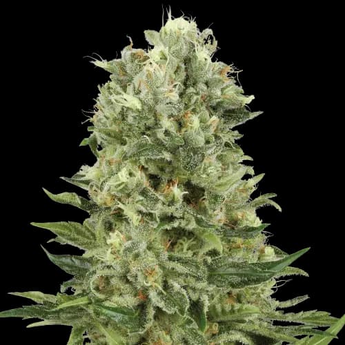 Lucky cannabis seeds packaging — Royal King Seeds Australia