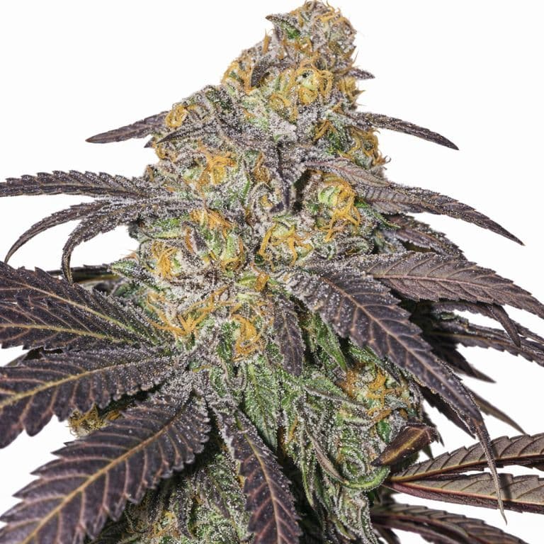 M-39 cannabis seeds packaging — Royal King Seeds Australia