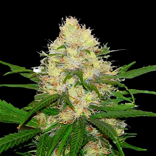 Mad Scientist cannabis seeds packaging — Royal King Seeds Australia