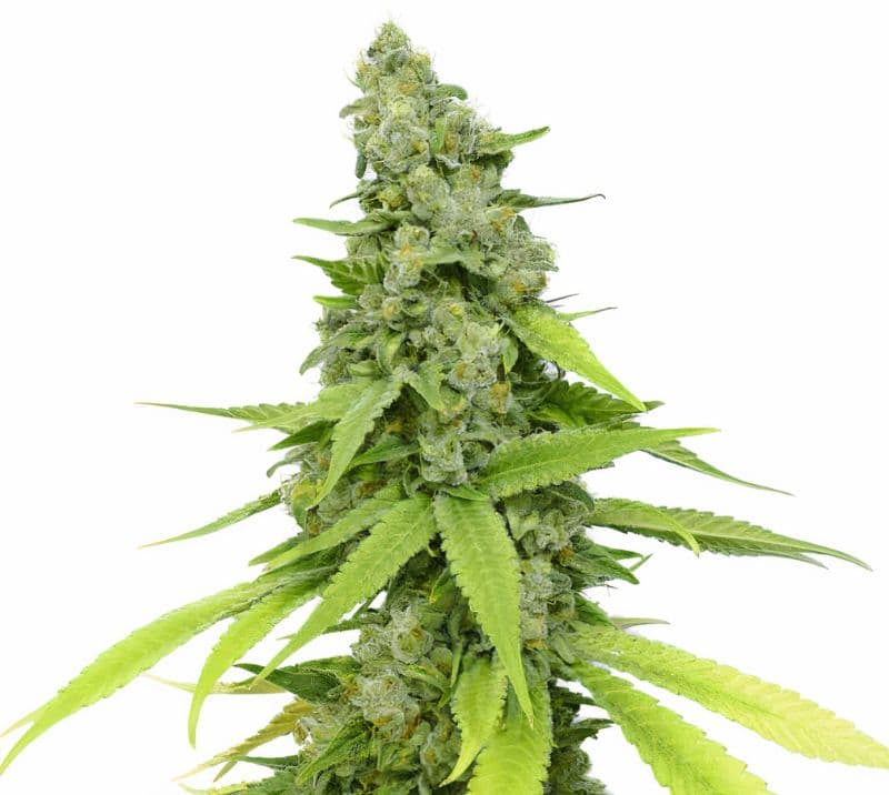Mag Landrace cannabis seeds packaging — Royal King Seeds Australia
