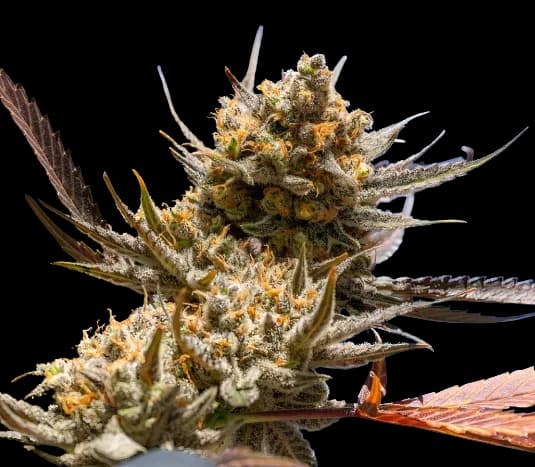 Magic Beans OG cannabis seeds packaging — Royal King Seeds Australia