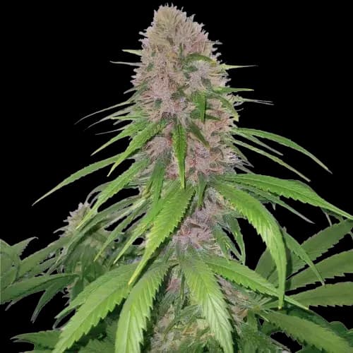 Magnum cannabis seeds packaging — Royal King Seeds Australia
