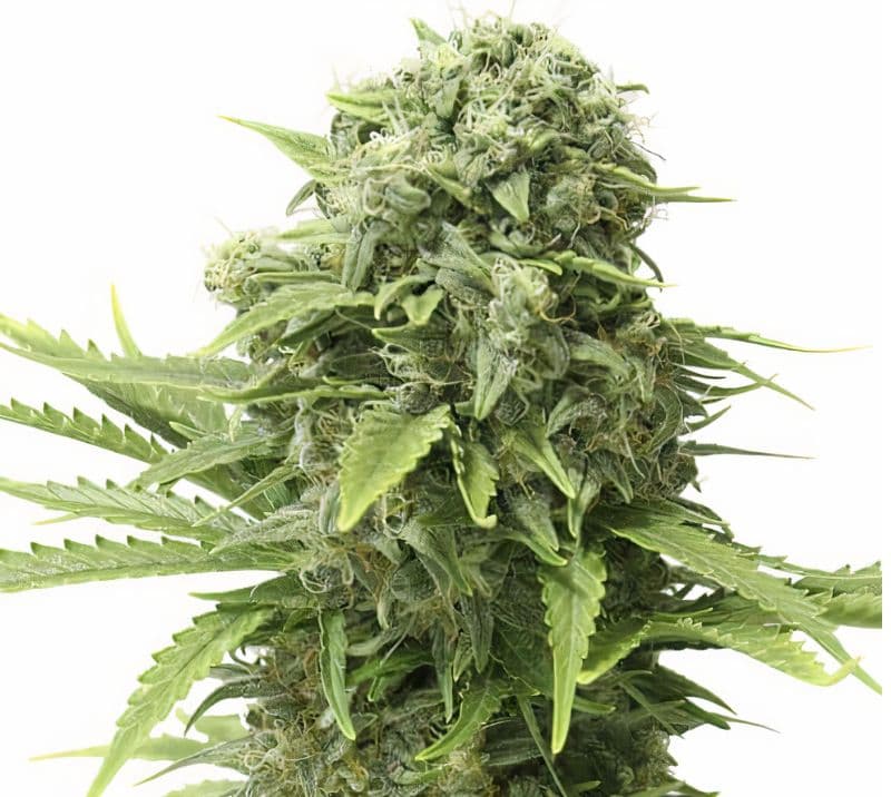 Mandala #1 cannabis seeds packaging — Royal King Seeds Australia
