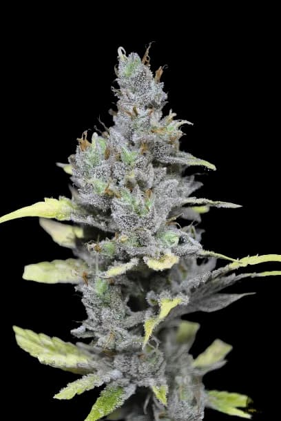 Mango Haze cannabis seeds packaging — Royal King Seeds Australia